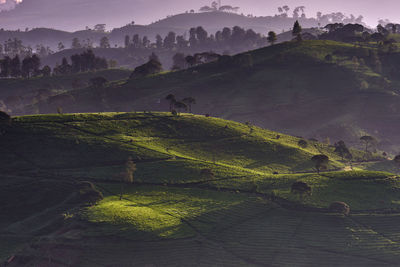 Scenic view of tea plantation field in the misty morning