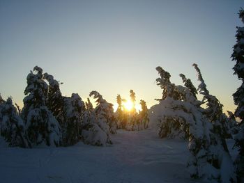 Trees on snow against sky during sunset