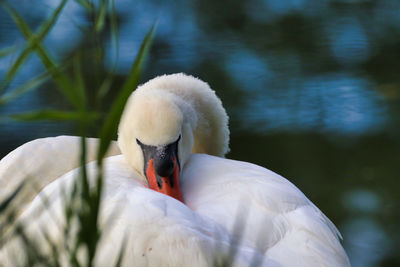 Close-up of swan