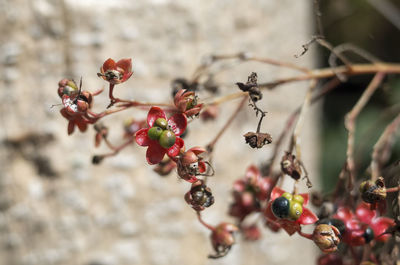 Close-up of berries growing on tree