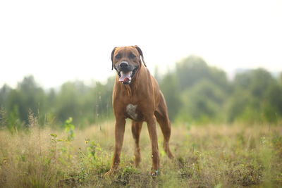 Portrait of dog standing on field