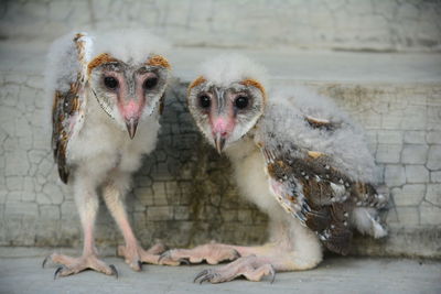 Close-up portrait of young owls perching outdoors