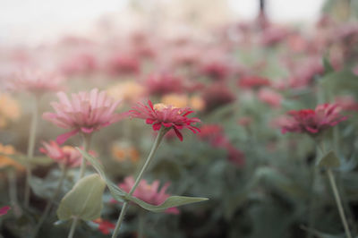 Close-up of pink flowering plant
