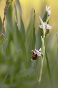 Close-up of insect on purple flower