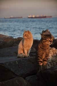 Cat sitting on beach