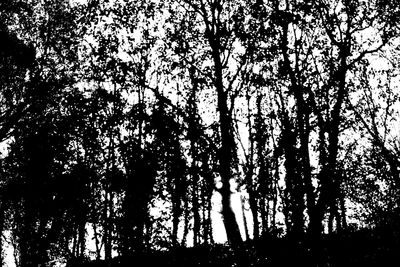 Low angle view of silhouette trees against sky