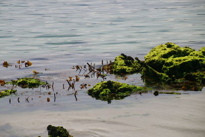 High angle view of birds in river