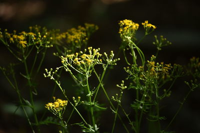 Close-up of flowering plant