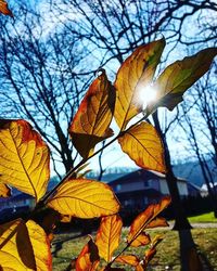 Low angle view of autumn leaves