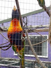 Close-up of bird in cage