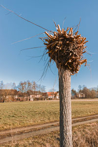 Pollarded willow tree on field against clear sky