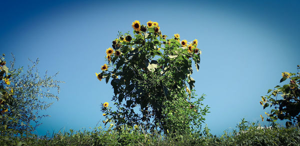 Low angle view of flowering plants against clear blue sky