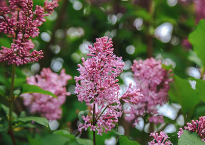 Close-up of pink flowering plant