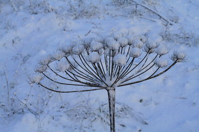 Close-up of dry plant during winter