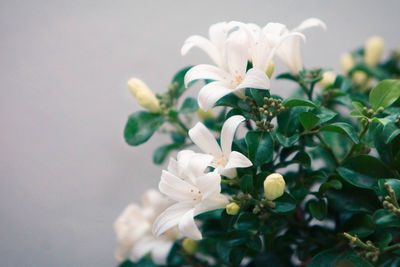 Close-up of white flowering plant