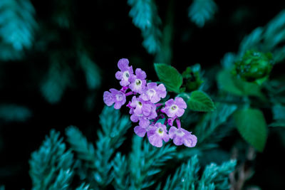 Close-up of pink flowering plant