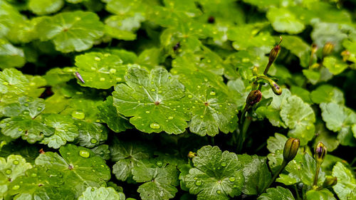 Close-up of raindrops on leaves