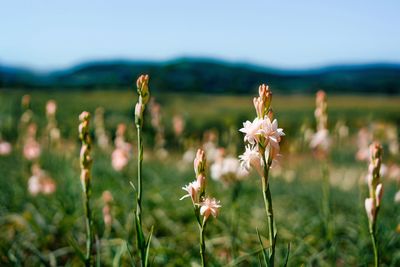 Close-up of flowering tuberose plant on field against sky