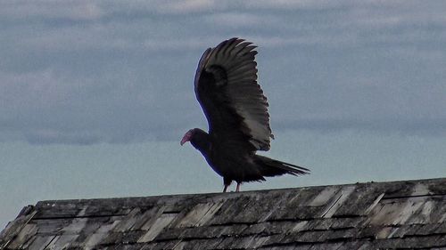 Low angle view of bird flying against sky