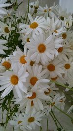 Close-up of white flowers blooming outdoors