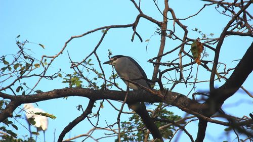 Low angle view of bird perching on tree against clear sky