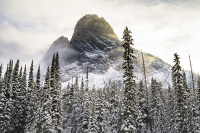 Mountain peak looming over snow covered trees in the north cascades