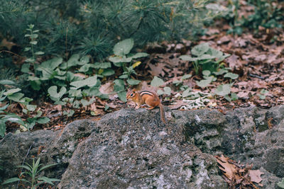 High angle view of squirrel on land in forest