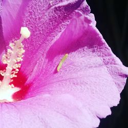 Close-up of pink flowers