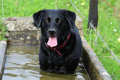 Close up portrait of a wet black labrador standing in a water trough