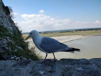 Seagull perching on rock by sea against sky