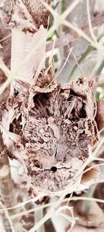 Close-up of dried leaves on plant in field