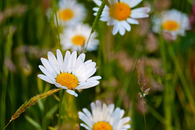 Close-up of white daisy flowers