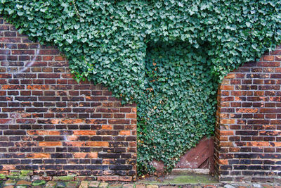 Ivy growing on brick wall of building