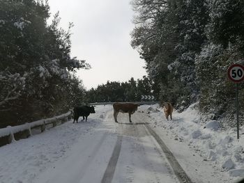 Horses on snow covered trees against sky