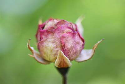 Close-up of wilted rose bud