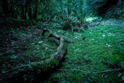 View of trees in forest