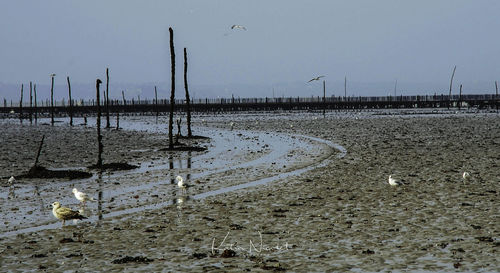 View of birds on beach