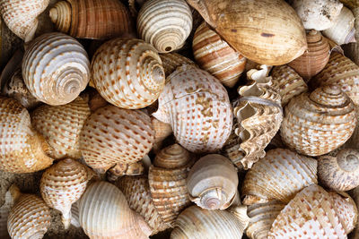 Full frame shot of shells