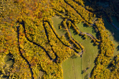 Aerial above view of epic colorful autumn forest winding road, serpentine, drone point of view