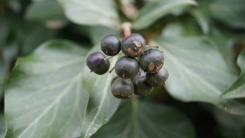 Close-up of grapes growing on plant