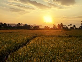 Scenic view of field against sky during sunset