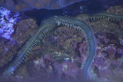 Close-up of fish swimming in sea