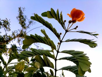 Low angle view of flowering plant against sky