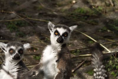 Portrait of monkey on field