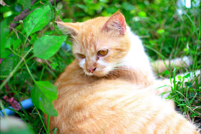 Cat looking away on field