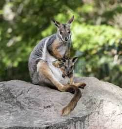 Squirrel on rock