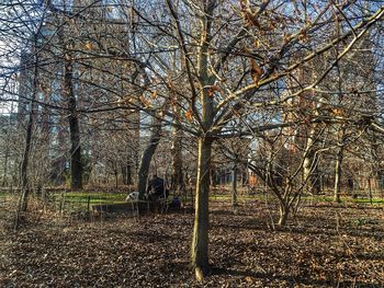 Bare trees against sky