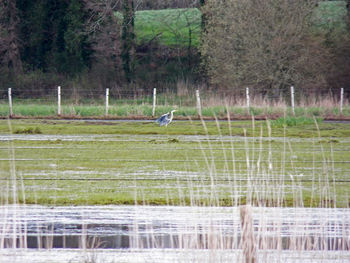 Scenic view of field by lake