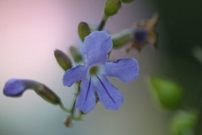 Close-up of purple flowering plant