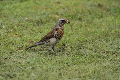 Bird perching on grass